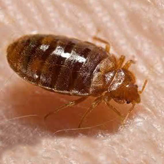 bed bugs tucson