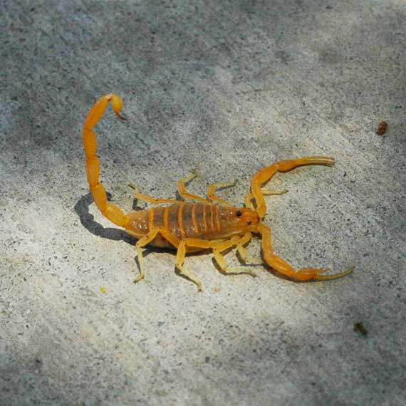 scorpion Pest Management