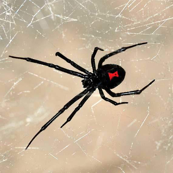 spider Pest Management
