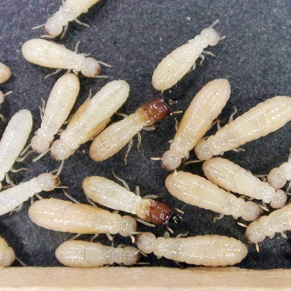 Termite Treatment & Pest Control