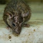 Rat and Rodent Control