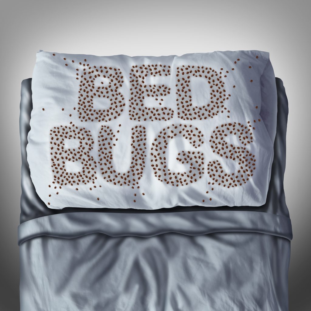 bed bugs tucson