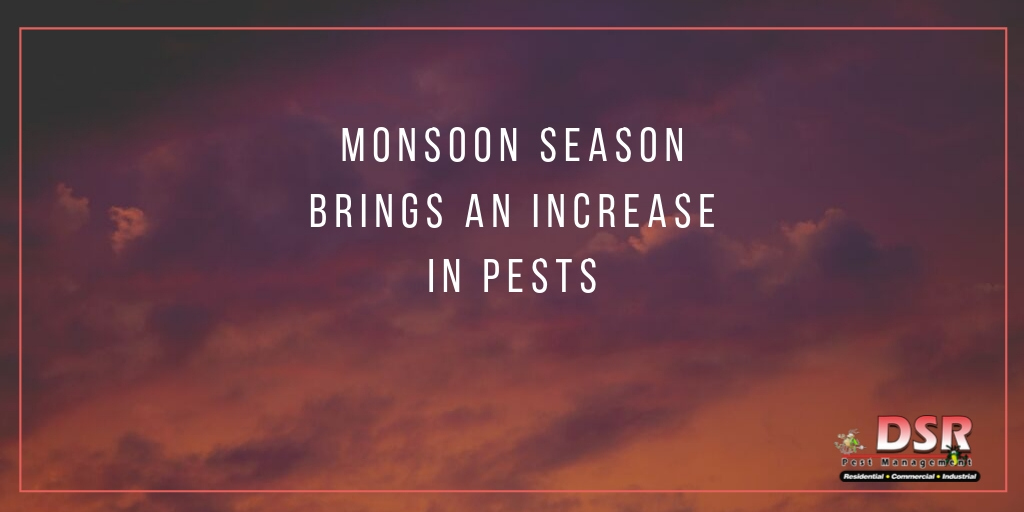 Monsoon Season Brings Increase in Pest JPG