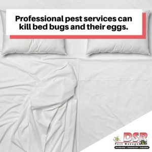 Professional pest control removes bed bugs signs