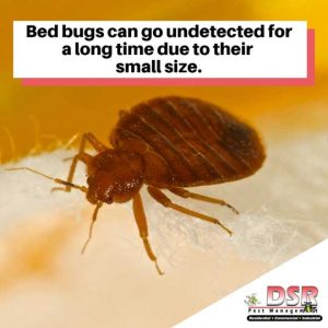 bed bugs signs due to their size