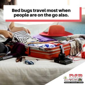 bed bugs signs from traveling