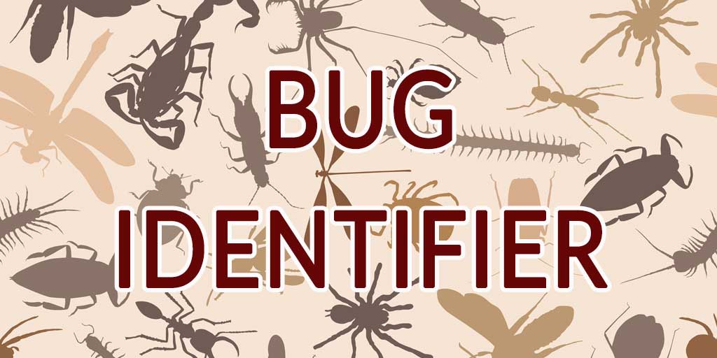 Tucson bug identifier for pest control title image