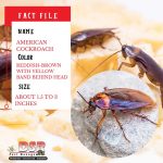 Tucson bug identifier american cockroach