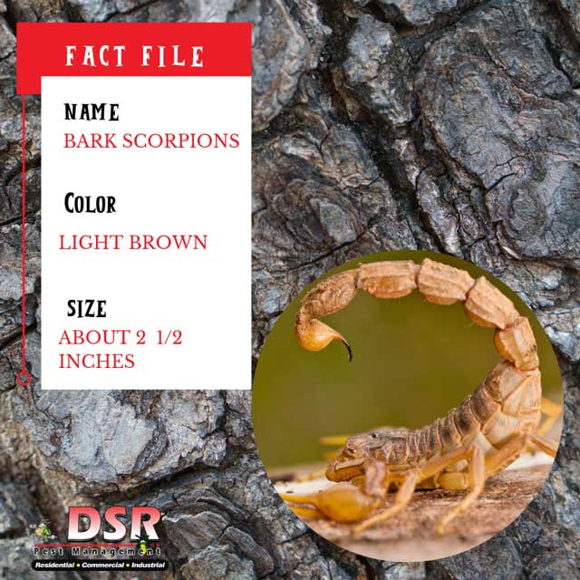 Tucson bug identifier barks scorpions
