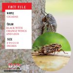 Tucson bug identifier cicadas