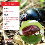 Tucson bug identifier june bugs