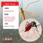 Tucson bug identifier mosquitos