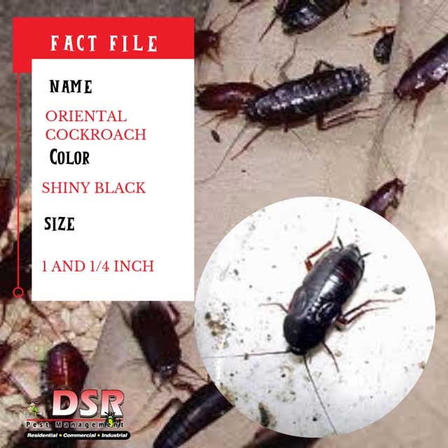 Tucson bug identifier oriental cockroach