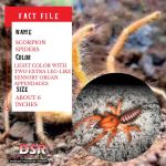 Tucson bug identifier scorpion spider