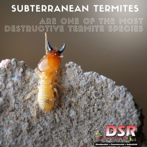 Tucson Termites