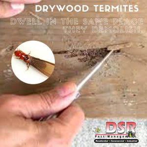 Termites in Tucson home