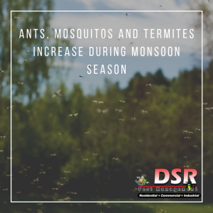 Monsoon Season Pests DSR