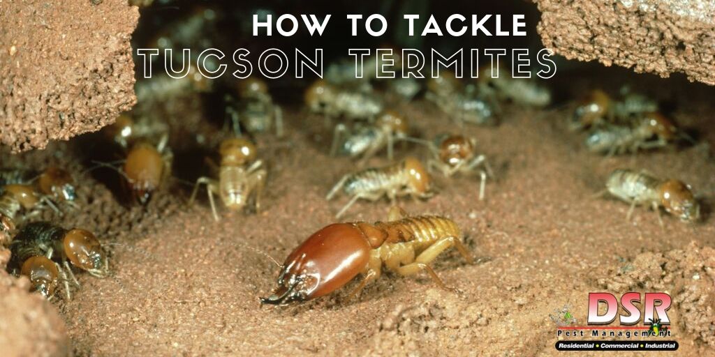 Tucson termites pest control